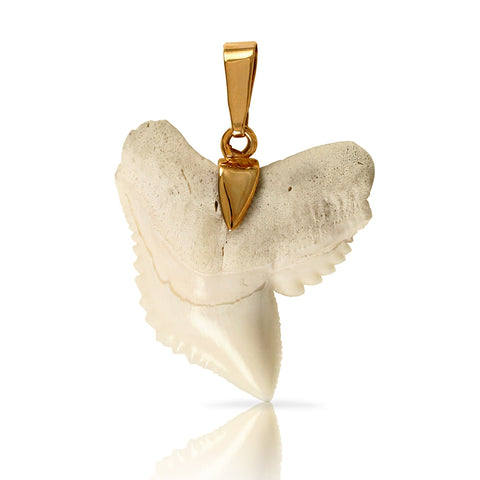 10216t - Shark Tooth Pendant